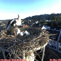 06_25-nest.jpg