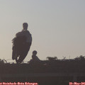 06_30-mast.jpg