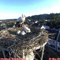 06_30-nest.jpg