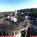 06_40-nest.jpg