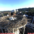 06_45-nest.jpg