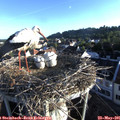 06_50-nest.jpg
