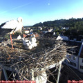06_55-nest.jpg