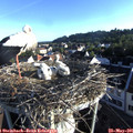 07_00-nest.jpg