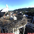 07_05-nest.jpg