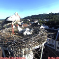 07_15-nest.jpg