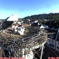 07_20-nest.jpg