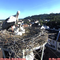 07_25-nest.jpg