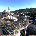 07_30-nest.jpg