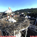 07_35-nest.jpg