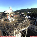 07_40-nest.jpg