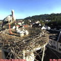 07_45-nest.jpg