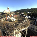 07_50-nest.jpg