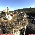 07_55-nest.jpg