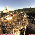 08_00-nest.jpg