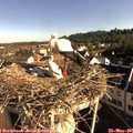 08_20-nest.jpg