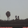 08_35-mast.jpg