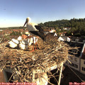 08_40-nest.jpg
