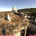 08_45-nest.jpg