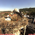 08_50-nest.jpg