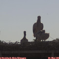 08_55-mast.jpg