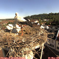 08_55-nest.jpg