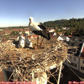 09_05-nest.jpg