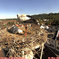 09_10-nest.jpg