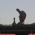 09_15-mast.jpg