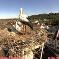 09_15-nest.jpg