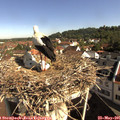 09_20-nest.jpg