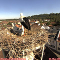 09_30-nest.jpg
