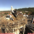 09_35-nest.jpg