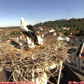 09_40-nest.jpg