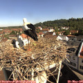 09_45-nest.jpg