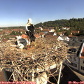 09_50-nest.jpg