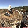 09_55-nest.jpg