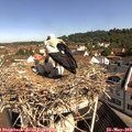 10_05-nest.jpg