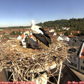 10_10-nest.jpg