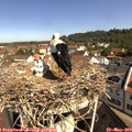 10_15-nest.jpg