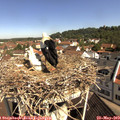 10_20-nest.jpg