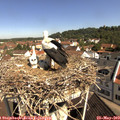 10_25-nest.jpg