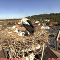 10_30-nest.jpg