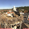 10_35-nest.jpg