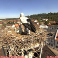 10_40-nest.jpg