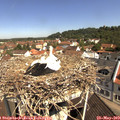 10_45-nest.jpg