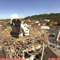 11_00-nest.jpg