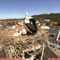 11_05-nest.jpg