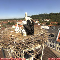 11_10-nest.jpg