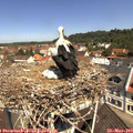 11_15-nest.jpg